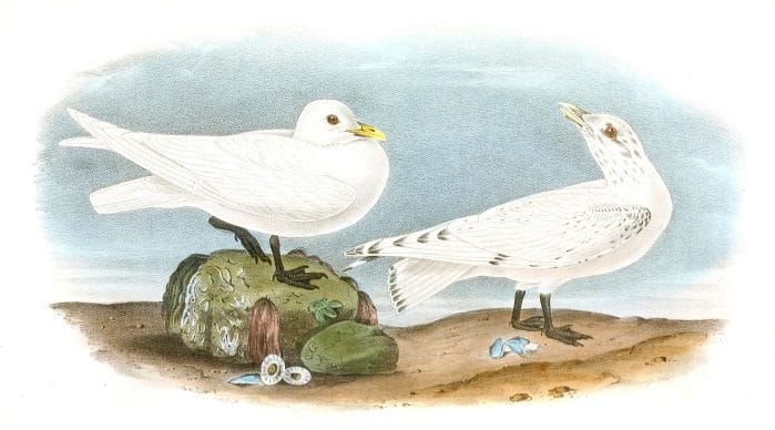 Ivory Gull Bird Vintage Illustrations