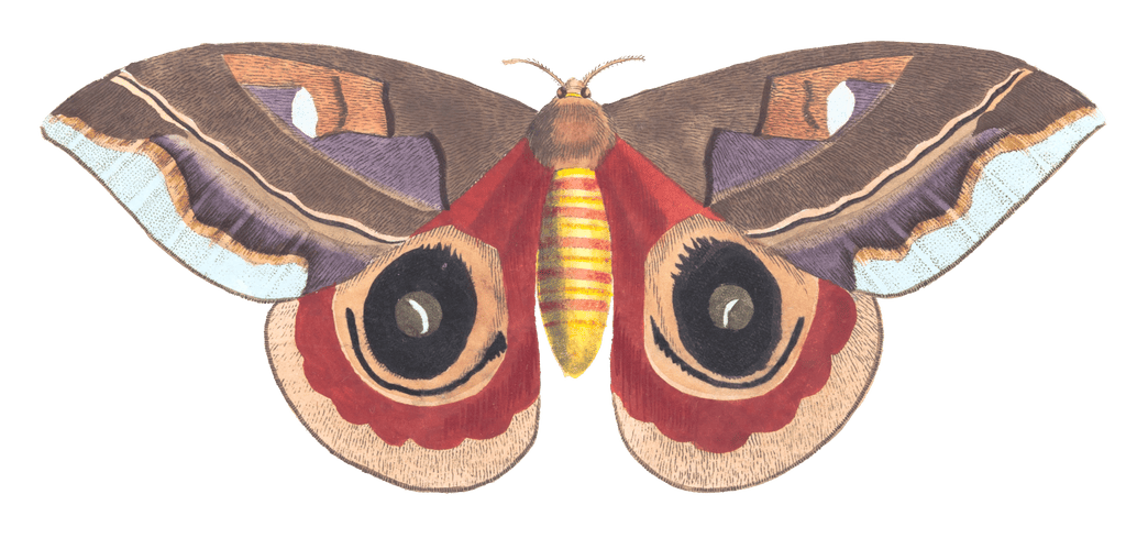 Janus Moth Vintage Insect Illustration