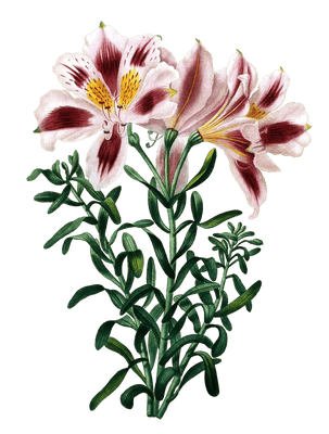 Japanese Lilly Lis Du Japon Vintage Flower Illustration