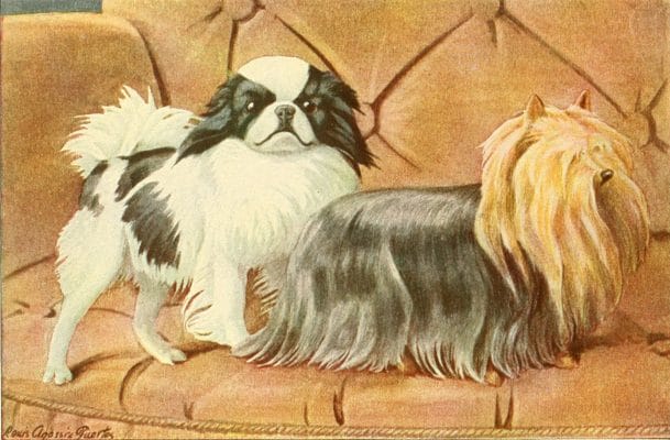 Japanese Spaniel Yorkshire Terrier Vintage Illustrations