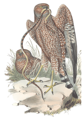 Jardines Harrier Bird Vintage Illustrations