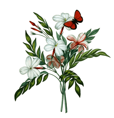 Jasmin Vintage Flower Illustration
