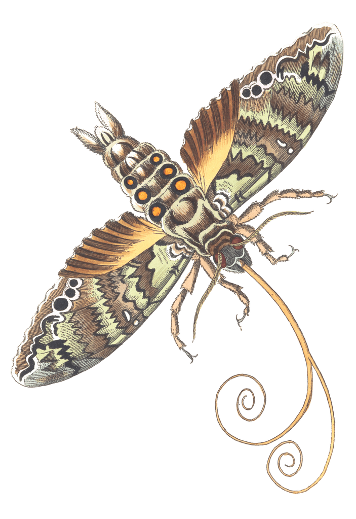 Jatropha Sphinx Moth Vintage Insect Illustration