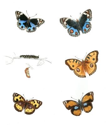 Junonia-Orithya-Junonia-Asterie-and-Junonia-Aenone