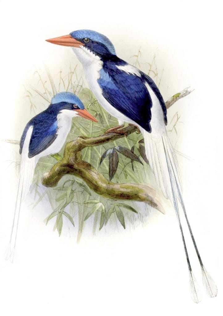 Kaioa Kingfisher Bird Vintage Illustration