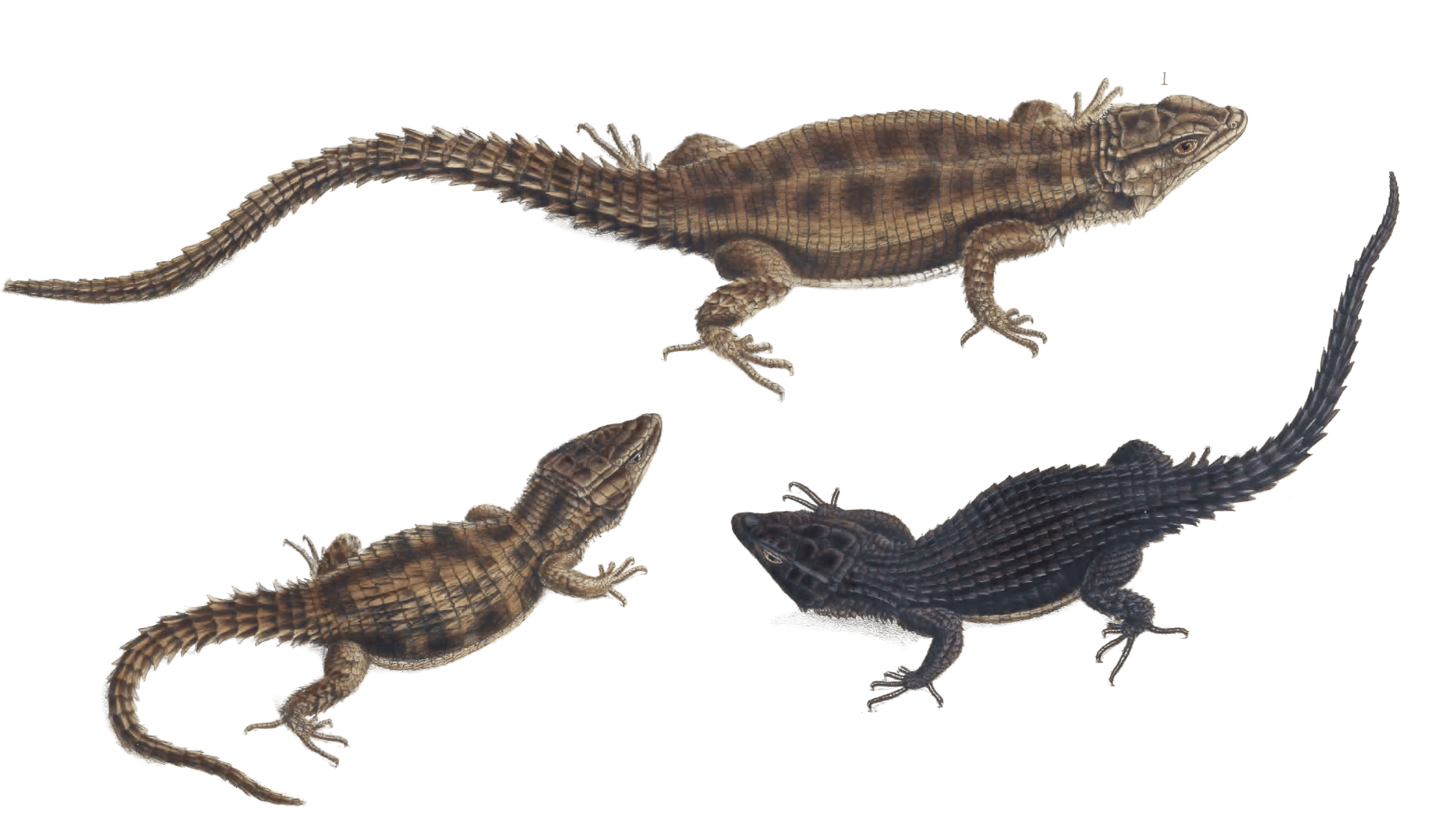 Karoo Girdled Lizard Cordylus Polyzonus Vintage Illustration - Free ...