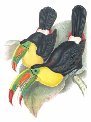 Keel-billed-toucan-Ramphastos-Carinatus