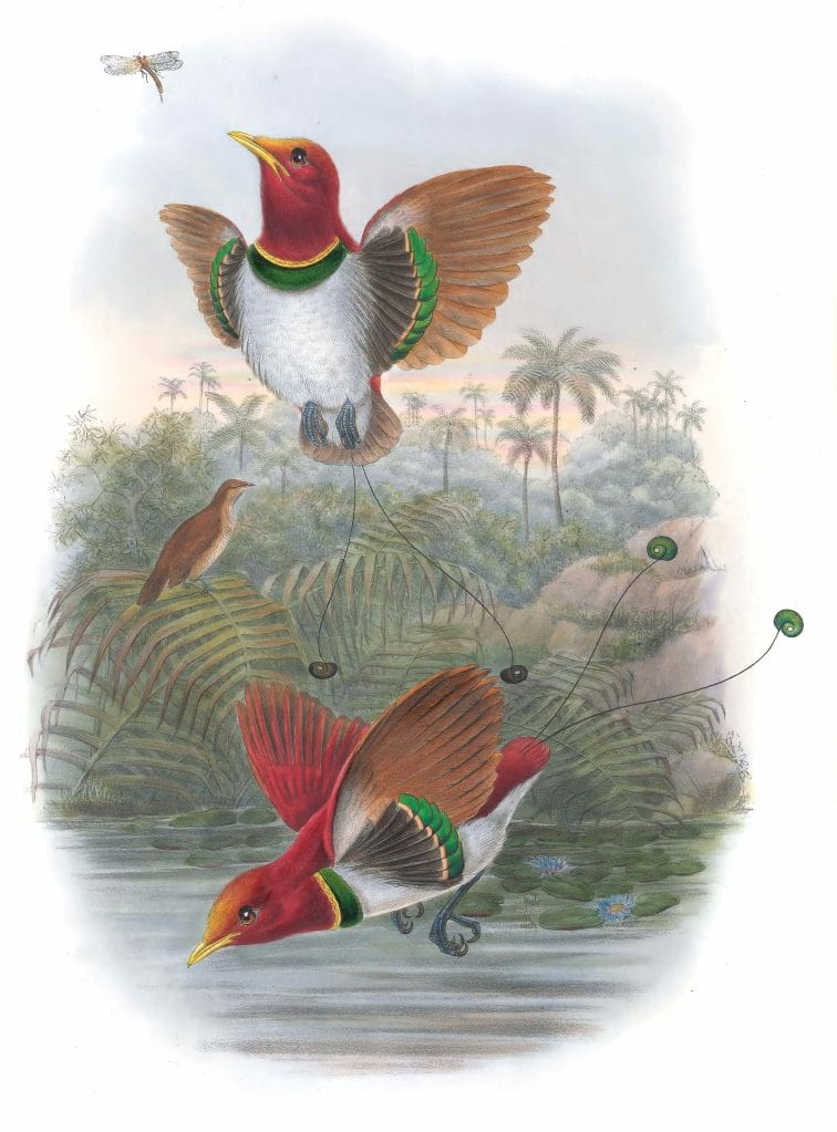 King Bird Of Paradise Vintage Illustration