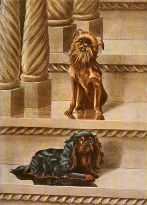 King Charles Spaniel and Brussels Griffon Dogs Vintage Illustrations
