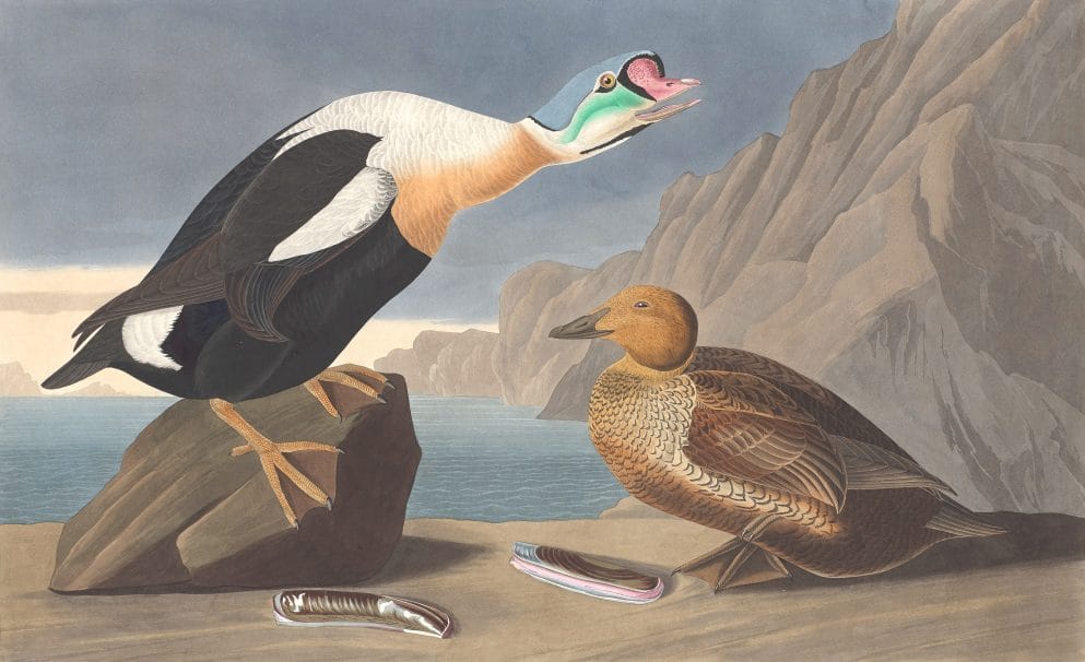 King Duck Bird Vintage Illustrations