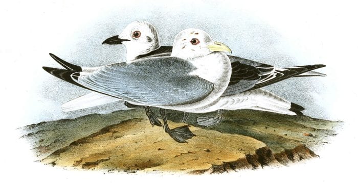 Kittivake Gull Bird Vintage Illustrations