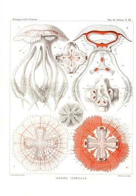 LEonura Terminalis Vintage Jellyfish Illustration