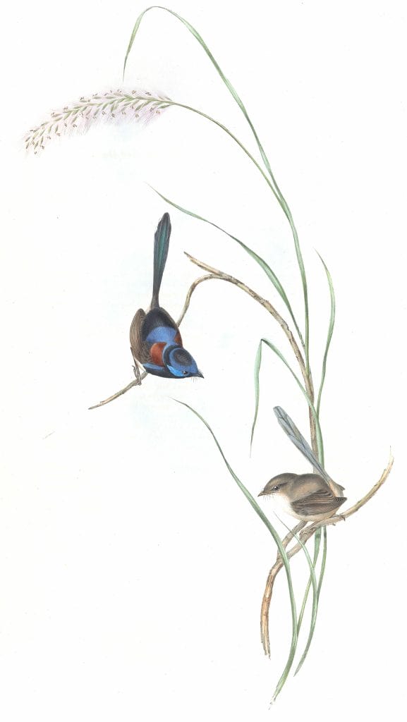 Lamberts Wren Bird Vintage Illustrations