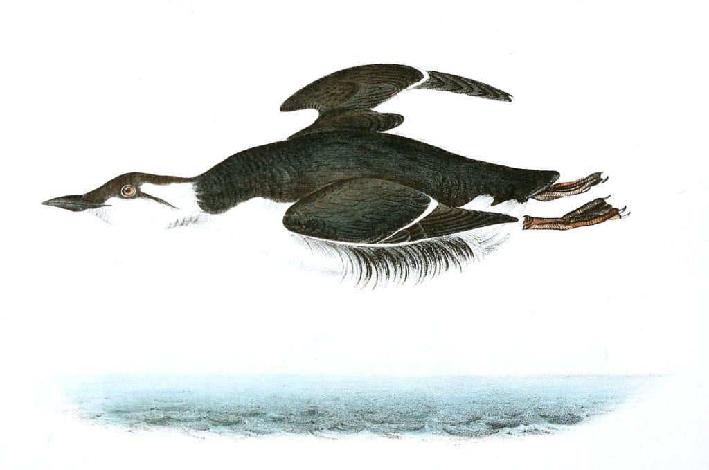 Large Billed Guillemot Bird Vintage Illustrations
