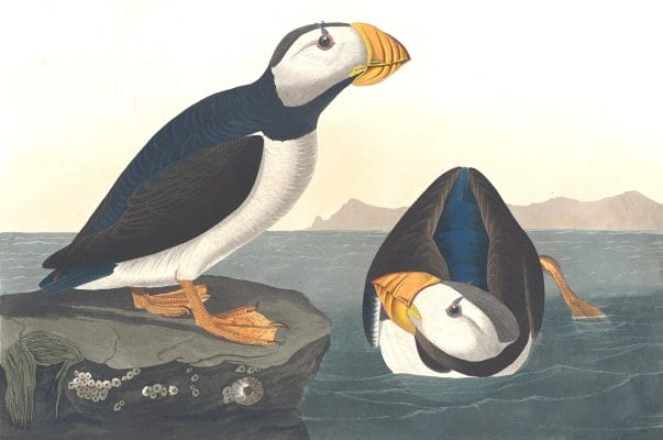Large Billed Puffin Bird Vintage Illustrations