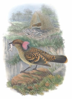 Large-Frilled-Bower-Bird-Chlamydodera-Occipitalis-Vintage-Illustration