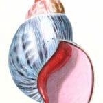 Large Shell