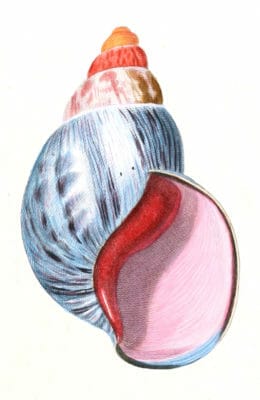 Large Shell