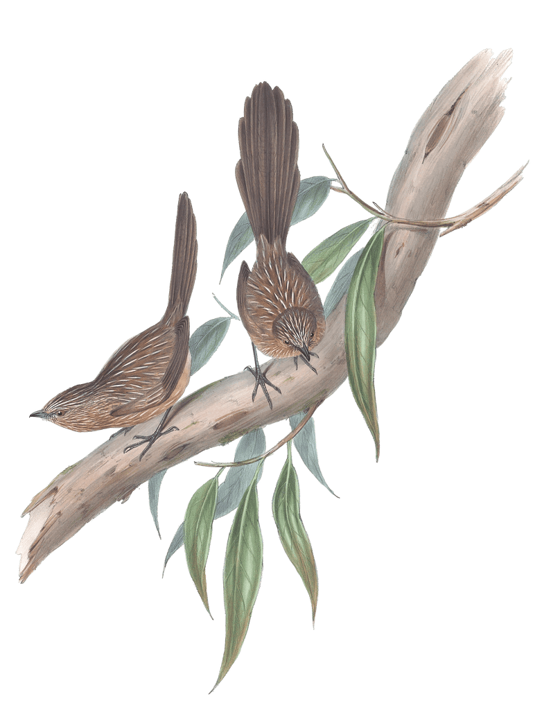 Large Tailed Wren Bird Vintage Illustrations