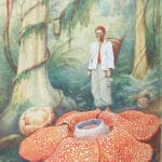 Largest flower in the world Vintage Illustration