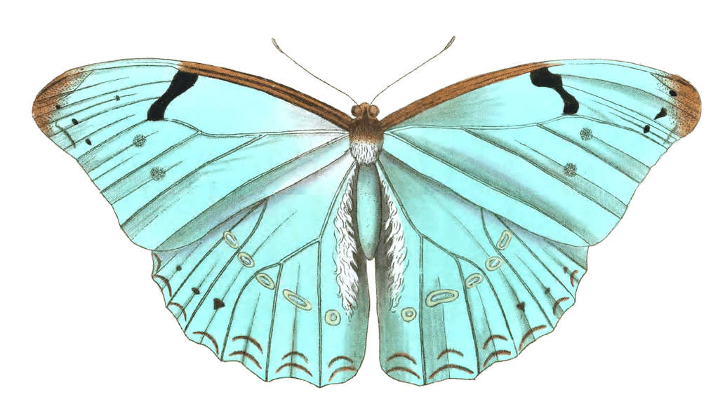 Lasertes Butterfly Vintage Illustration