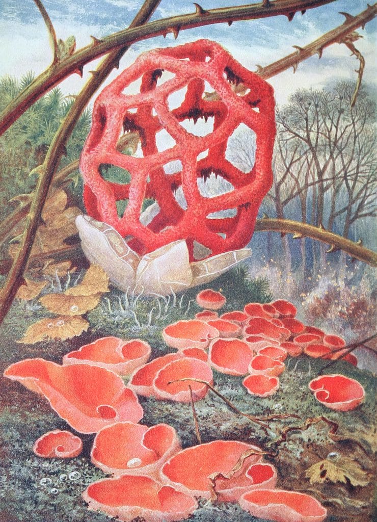 Lattice fungus and Orange Elf cup Vintage Illustration