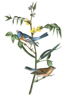 Lazuli Finch Bird Vintage Illustrations