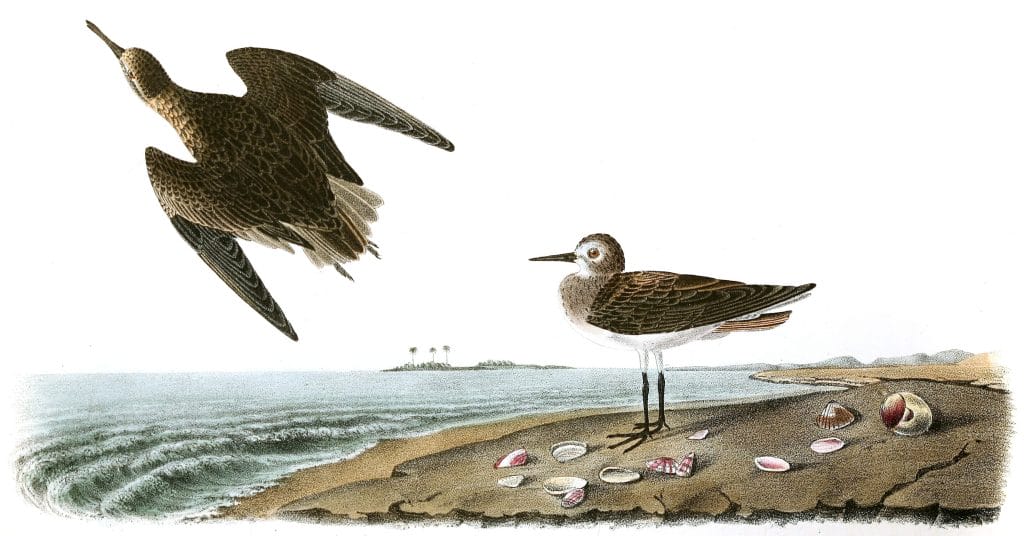 Lchings Sandpiper Bird Vintage Illustrations