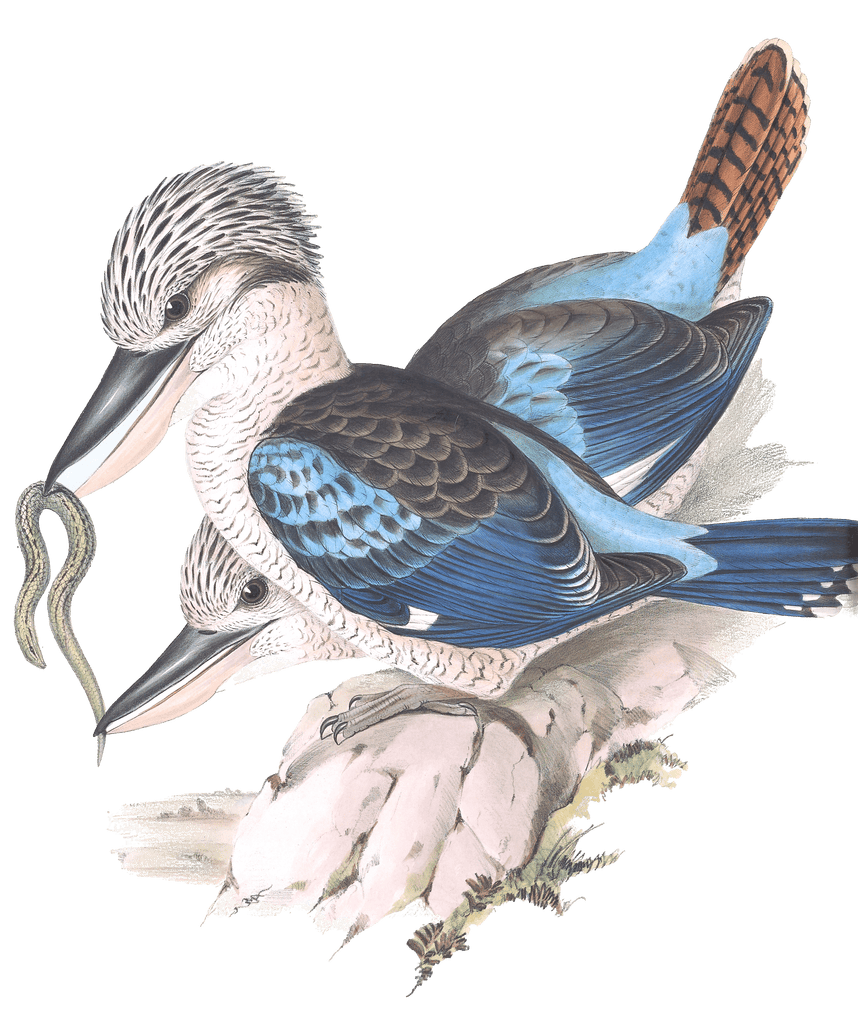 Leachs Kingfisher Blue Winged Kookaburra Bird Vintage Illustrations
