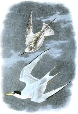 Least Tern Bird Vintage Illustrations
