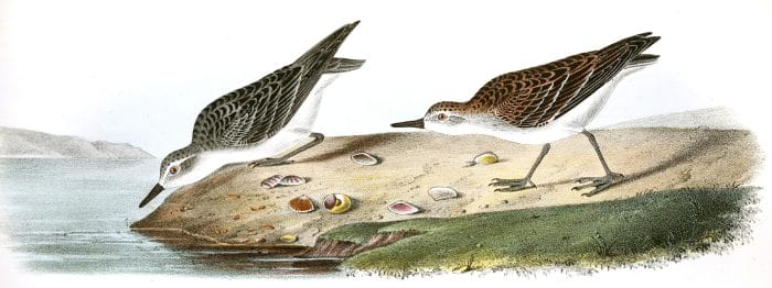 Lemipalmated Sandpiper Bird Vintage Illustrations