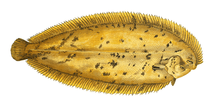 Lemon Sole Fish Vintage Illustration
