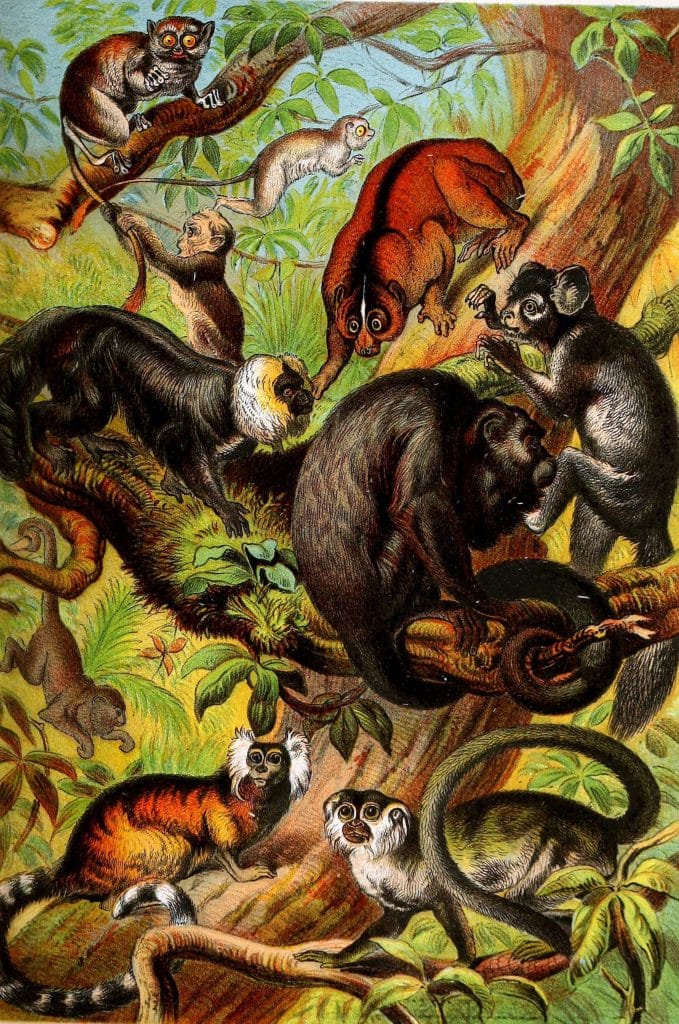 Lemurs Monkeys aye aye Vintage Illustrations