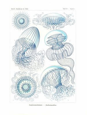 Leptomedusae Vintage Jellyfish Illustration