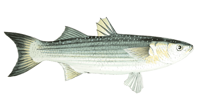 Less Grey Mullet Fish Vintage Illustration