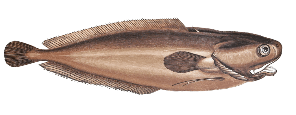 Lesser Forkbeard Fish Vintage Illustration