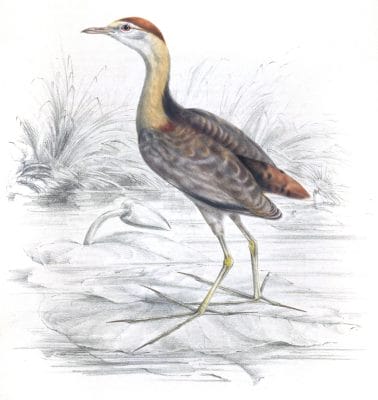 Lesser Jacana Parra Capensis copy