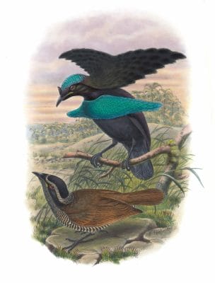 Lesser-Superb-Bird-Of-Paradise-Lophorhina-Minor-Vintage-Illustration