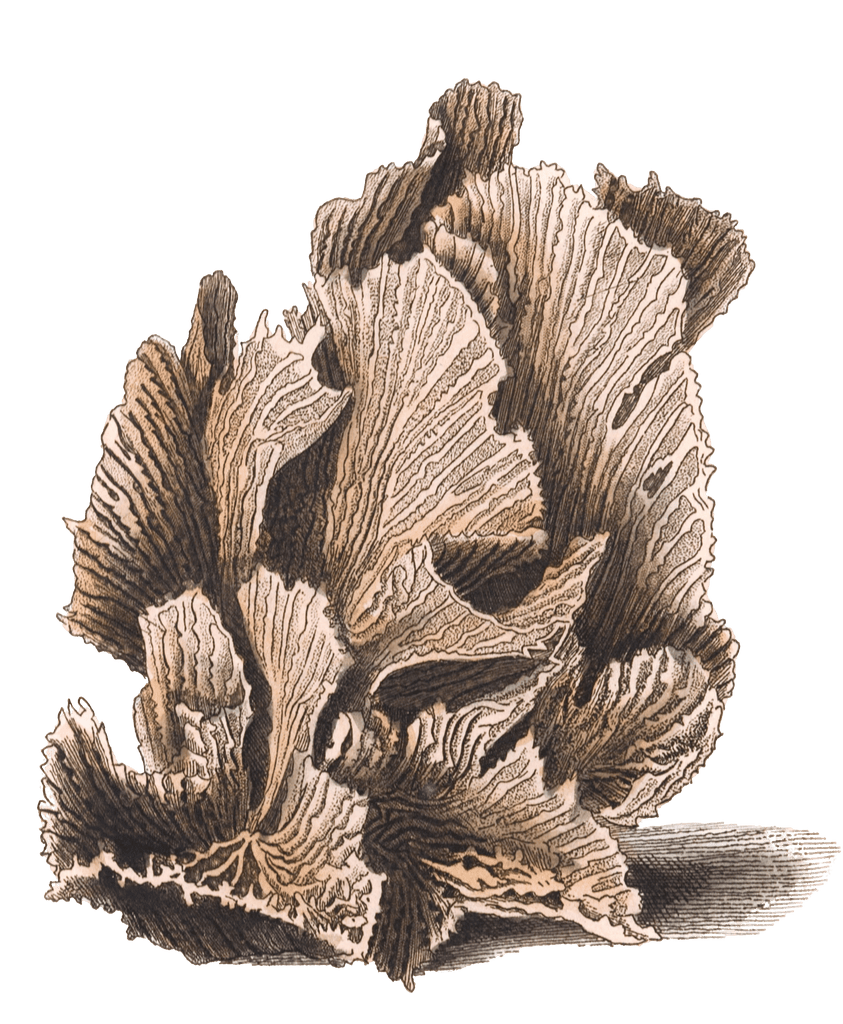 Lettuce Madrepore Vintage Coral Illustration