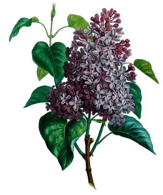 Lilac Lilas Vintage Flower Illustration