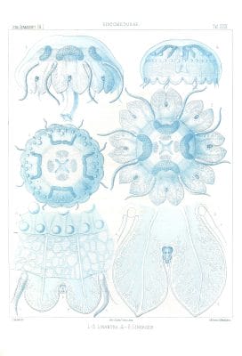 Linantha Linerges Vintage Jellyfish Illustration