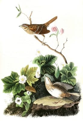 Lincolns Pinewood Finch Bird Vintage Illustrations