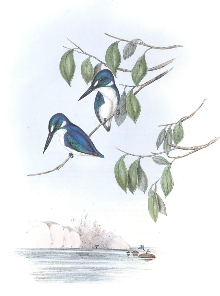 Little Kingfisher Bird Vintage Illustrations