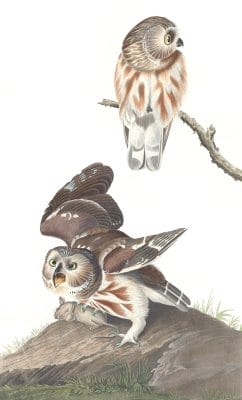 Little Or Acadian Owl Bird Vintage Illustrations