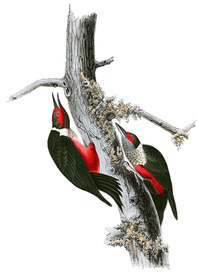 Lkewis Woodpecker Bird Vintage Illustrations