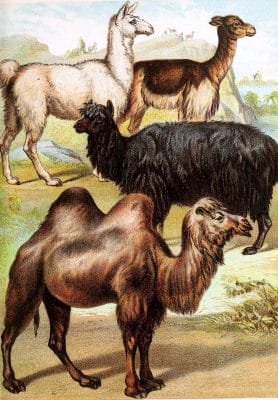 Llama Alpaca Vicugna and Bactrian Camel Vintage Illustrations