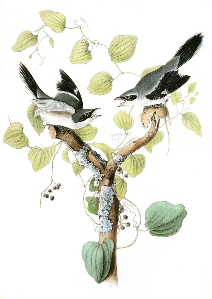 Loggerhead Shrike Bird Vintage Illustrations