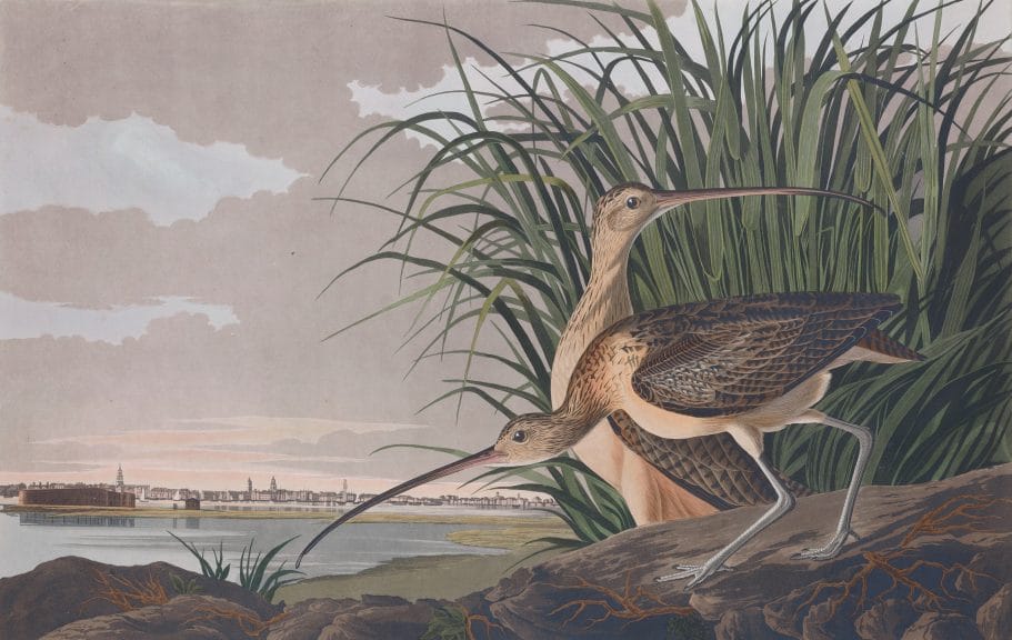 Long Billed Curlew Bird Vintage Illustrations