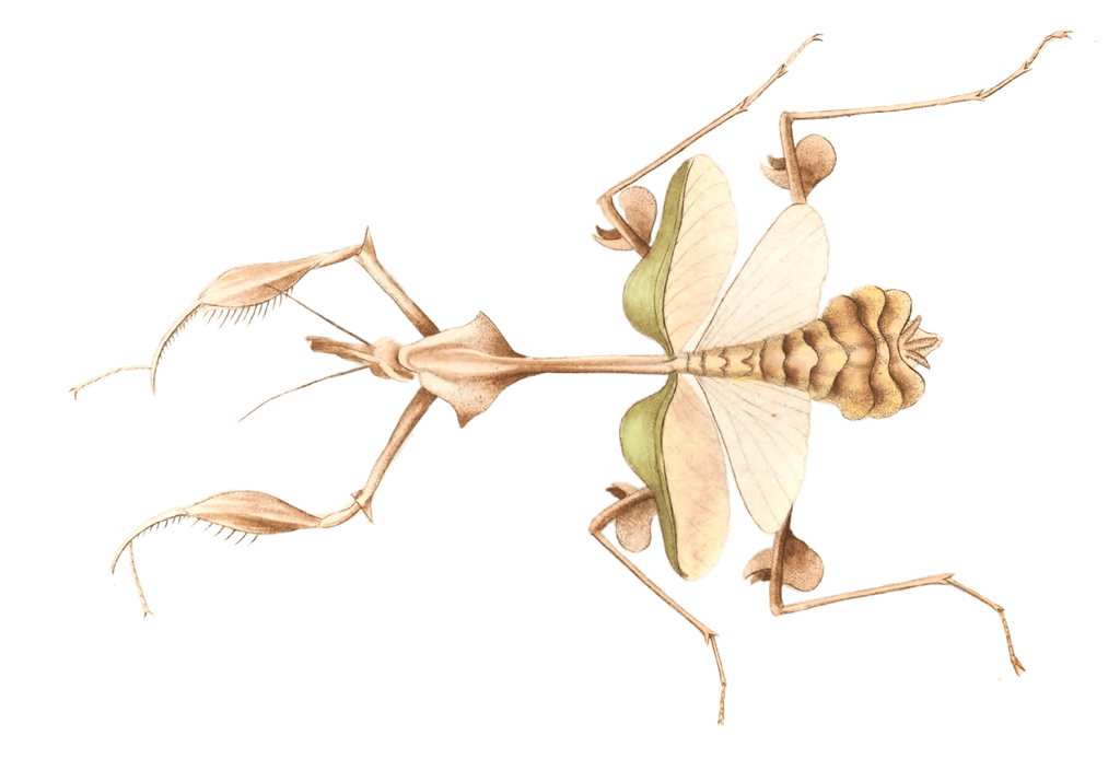 Long Breasted Mantis Vintage Insect Illustration