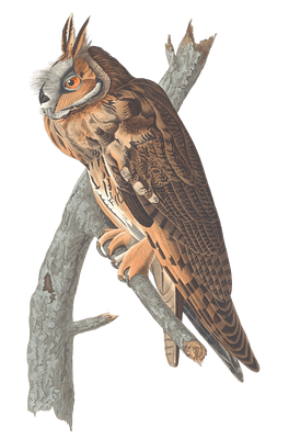 Long Eard Owl Bird Vintage Illustrations